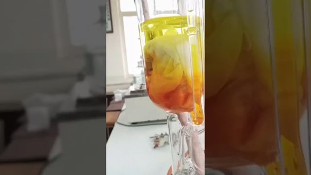 extraction of CURCUMIN FROM TURMERIC. #viralvideo #shortsvideo #analyticalchemistry #organic #vira смотреть онлайн
