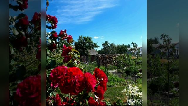 Мой сад смотреть онлайн