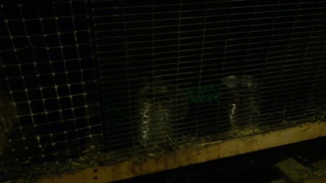 Вечерний обзор кроликов. смотреть онлайн