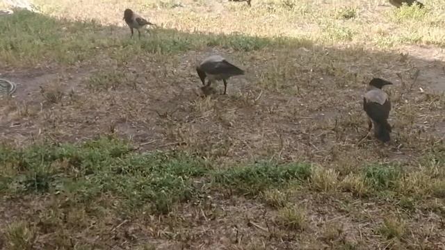 Как самец вороны добывает мясо для птенцов \ How Hooded crow male gets meat for his chicks смотреть онлайн