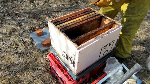 Пчеловодство.Как помочь слабому отводку весной. Осмотр перезимовки позднего бродячего ройка. смотреть онлайн