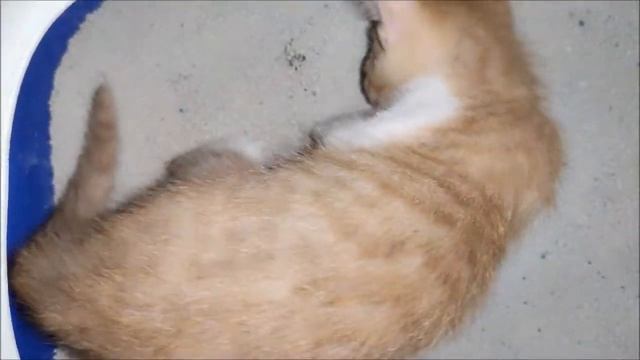 Wow!Kitty licks his asshole after poop immediately.That's why cat don't need toilet paper! смотреть онлайн