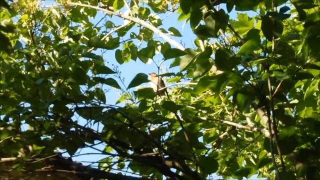 "Внимание! Тревога!" по-зябликовски смотреть онлайн