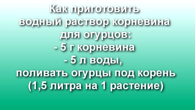 Срочно сделайте это с огурцами! Чем полить стареющие огурцы в июле чтобы возобновить плодоношение смотреть онлайн