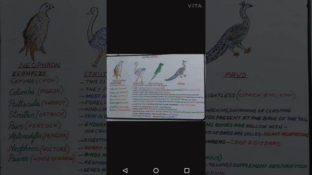 Short Notes On Aves, Mammalia, Amphibians#NEET2021#BHU#ICAR#B.C.E.C.E