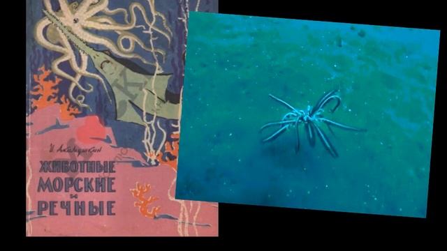 Акимушкин И И смотреть онлайн