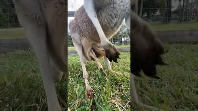 #viral #shortvideo #intersting #5secondvideo #viralshorts(4) смотреть онлайн