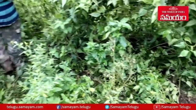 police focused on visakha forest area || Samayam Telugu смотреть онлайн