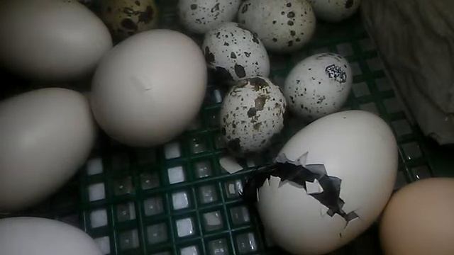появление на свет 03.03.2019 год смотреть онлайн