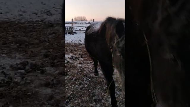 Наши лошади. В декабре смотреть онлайн
