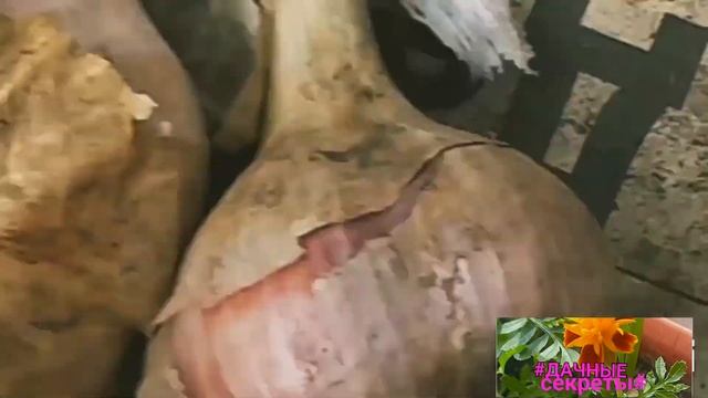 🧄749🧄Урожай крупного чеснока 2024 собран.Подробно о подготовке посадки чеснока вид. #121#16/09/22 смотреть онлайн