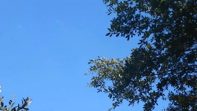 Ptici pesnopojki смотреть онлайн