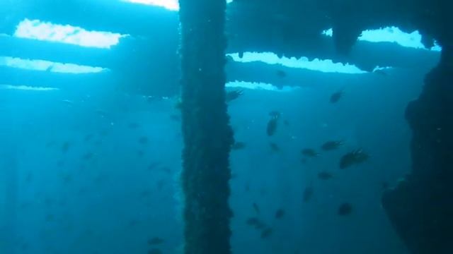 Diving Gran Canaria 2008 смотреть онлайн
