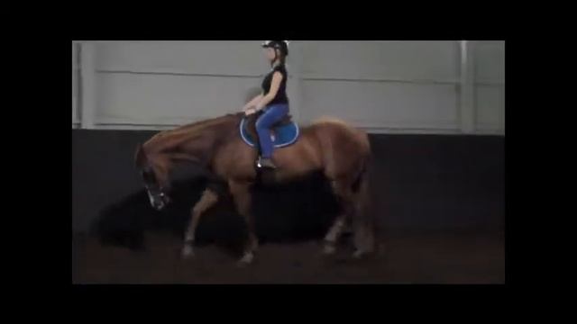 Horse For Sale: Hunting For A Hero