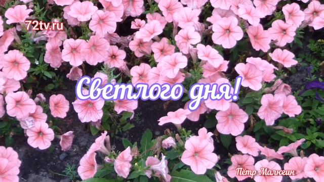Открытка - Доброго утра светлого дня уютного вечера! смотреть онлайн