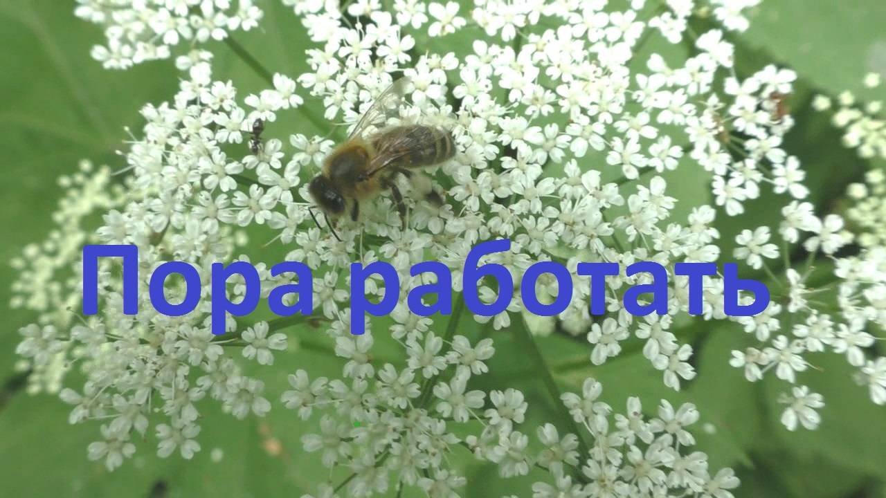 Надоело роиться смотреть онлайн