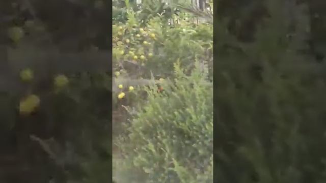 Цитрусовый рай, Сдерот, Израиль смотреть онлайн