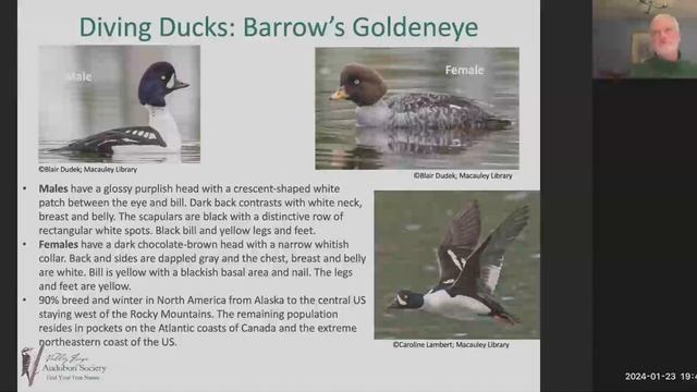 Wonderful Waterfowl: How to Identify Ducks, Geese, and Swans смотреть онлайн