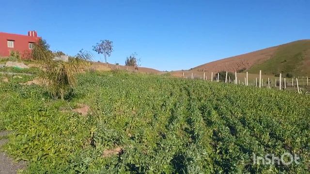potager 2021 смотреть онлайн