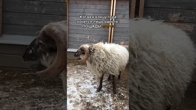 1000005969.mp4 смотреть онлайн