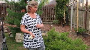 Весенняя обрезка можжевельника Казацкого.