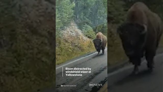 Bison gets distracted by windshield wiper on bus смотреть онлайн