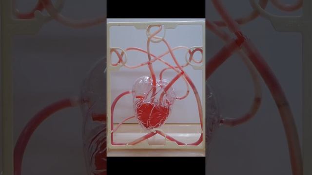working model of heart and the circulatory system of human смотреть онлайн