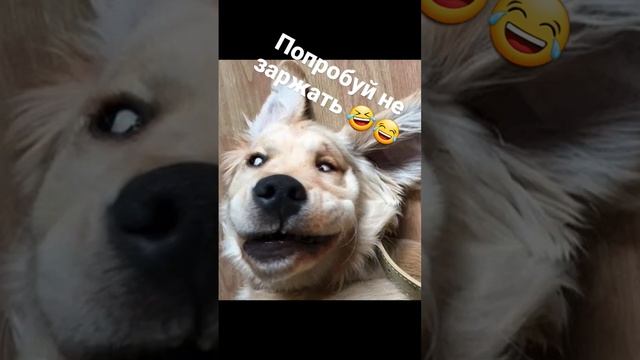 попробуй не заржать 🤣😂
