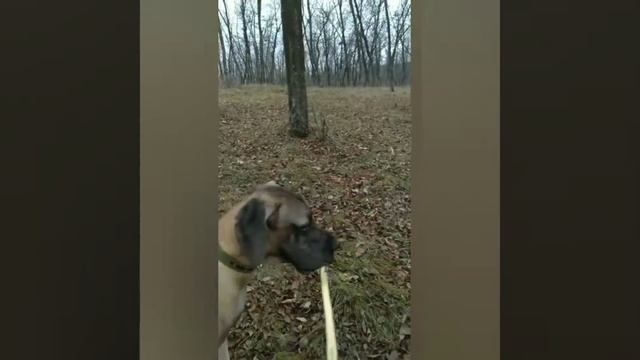 ХОЛЛИ🐕АПОРТ🐕 ПОДАЙ🐕 смотреть онлайн