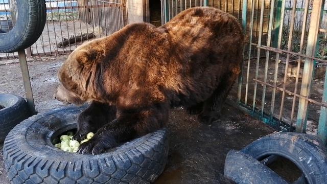 Потапка смотреть онлайн