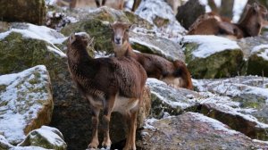 Сергей Захаров - И уносят меня в звенящую снежную даль!