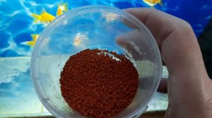 Чем кормлю золотых рыбок. Отчего переворачиваются.