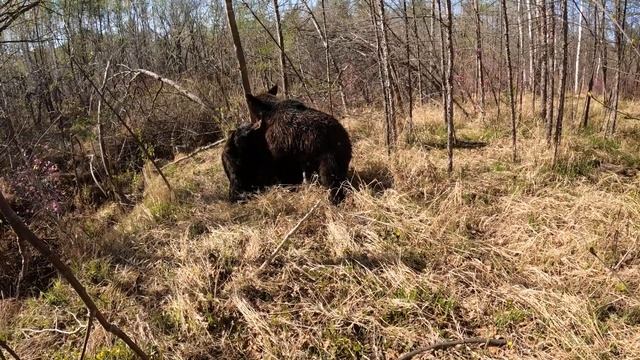 Обычное времяпровождение медведицы с сыном. смотреть онлайн