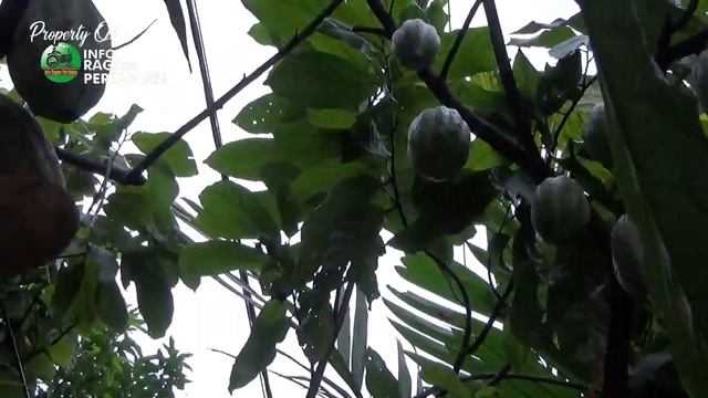 Ini Penyebab Busuk Buah Kakao dan cara Mengendalikan смотреть онлайн