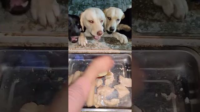 Dog Eating Chicken, groundnuts and sausage | Labrador Mukbang смотреть онлайн
