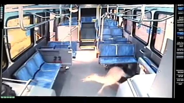 Deer Crashes Through Bus Windshield,/Hjort kraschar genom Bus смотреть онлайн