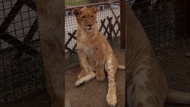 Рretty man. Любимая поза ШЕРХАНА. #тайган #шерхан #олегзубков #lion #минск #зоопарк #shortvideo смотреть онлайн