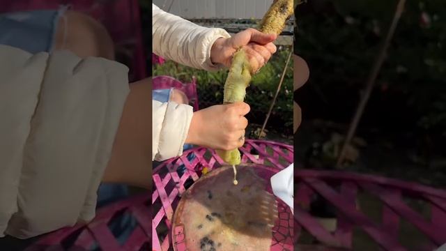 Grow your own luffa sponge #autumnharvest #gardeningvideos #homegrown #satisfying смотреть онлайн