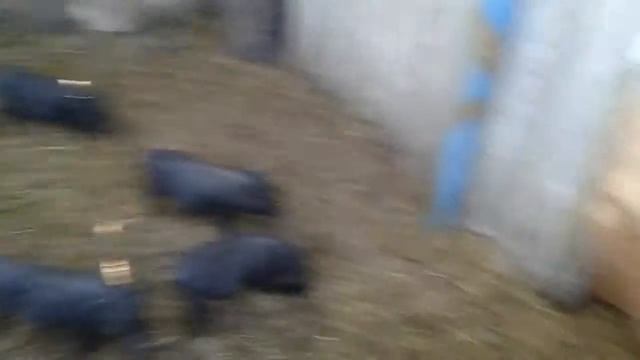 вьетнамские поросята 1 месяц и 20 дней. смотреть онлайн