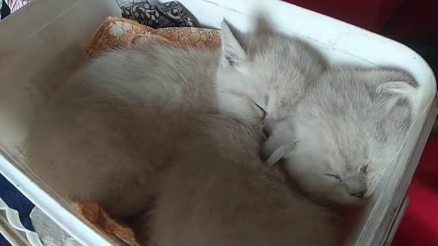 Котята и Вероника.Котятам 1 мес 3 недели. смотреть онлайн