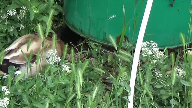 Our Pet Ducks 🦆 And Sound Of Water.😀/ Наши домашние утки 🦆.