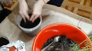 Спасение аспарагуса  Пересадка Комнатные растения