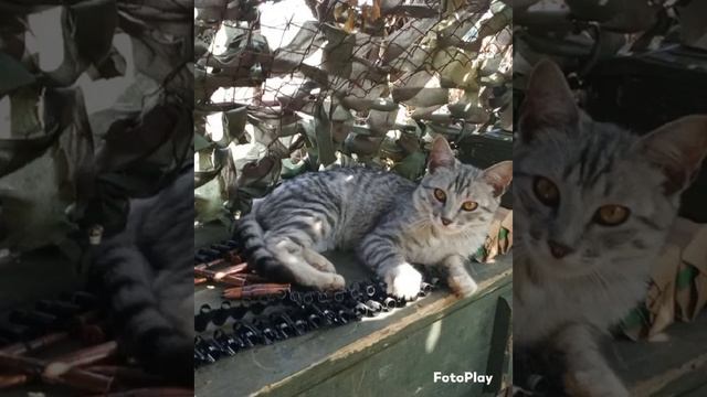 ФРОНТОВЫЕ КОТЫ Стихи - Олег П. (позывной ″Дырокол″) Музыка и голос - Дмитрий Шлапак смотреть онлайн