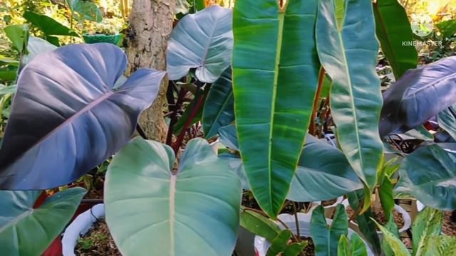 Sale Na!! Sa Gloria's Garden Discounted Pa...Sa SILANG Cavite #plants #gardentour #houseplants смотреть онлайн