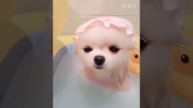 Милая одежда для собак😸 смотреть онлайн