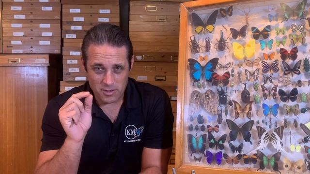 HOW TO PRESERVE AND STORE BUTTERFLY AND MOTH SPECIMENS смотреть онлайн