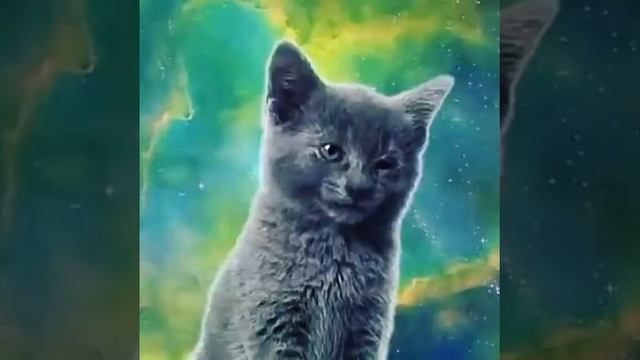 Маленькие кошки поют смотреть онлайн