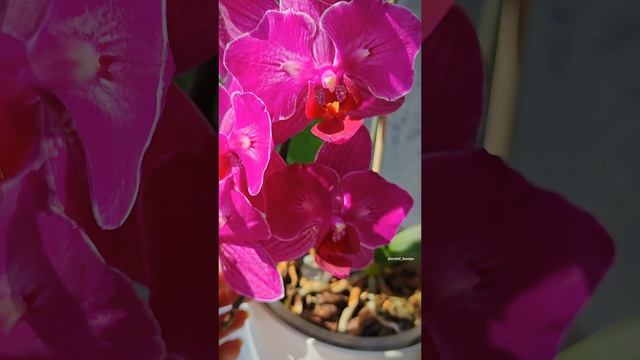 Phal. Judy Diamond 💕 Домашнее цветение ароматной голландской орхидеи бабочки 🌸 смотреть онлайн