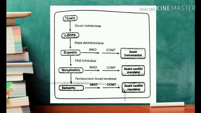 Reseptor Asetilkolin Muskarinik dan Adrenergik смотреть онлайн