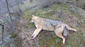 Охота на шакала с гончей собакой